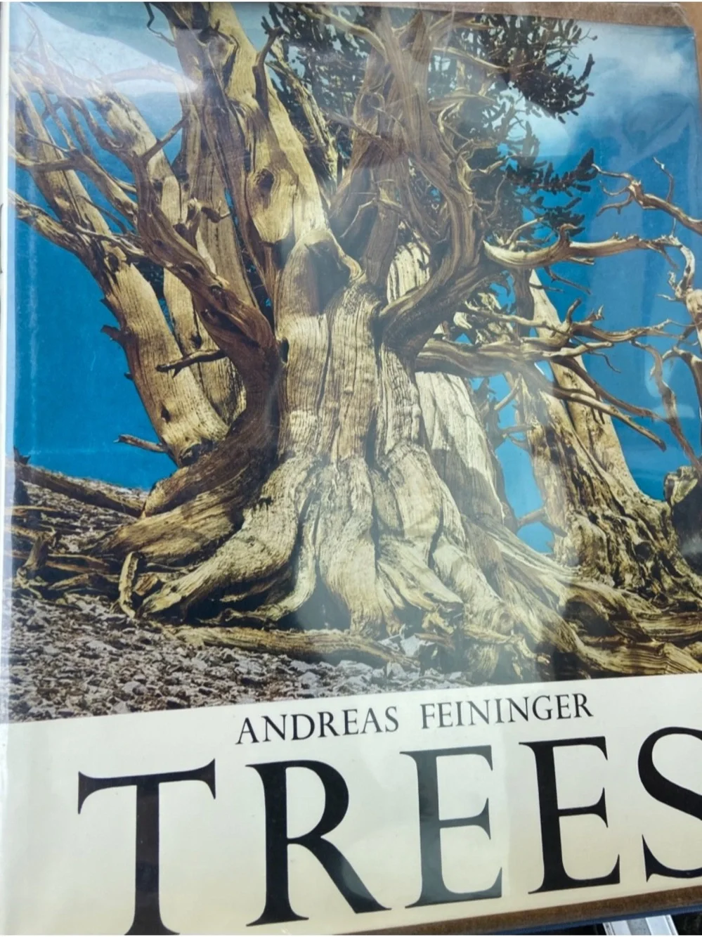 Vintage 60s 1960s 1st edition Tree Trees coffee table book Nature forest woods
